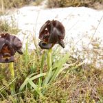 Касатик пурпурный. Iris atropurpurea. איריס הארגמן Северная часть Иудейской пустыни. 18 марта 2016 г.