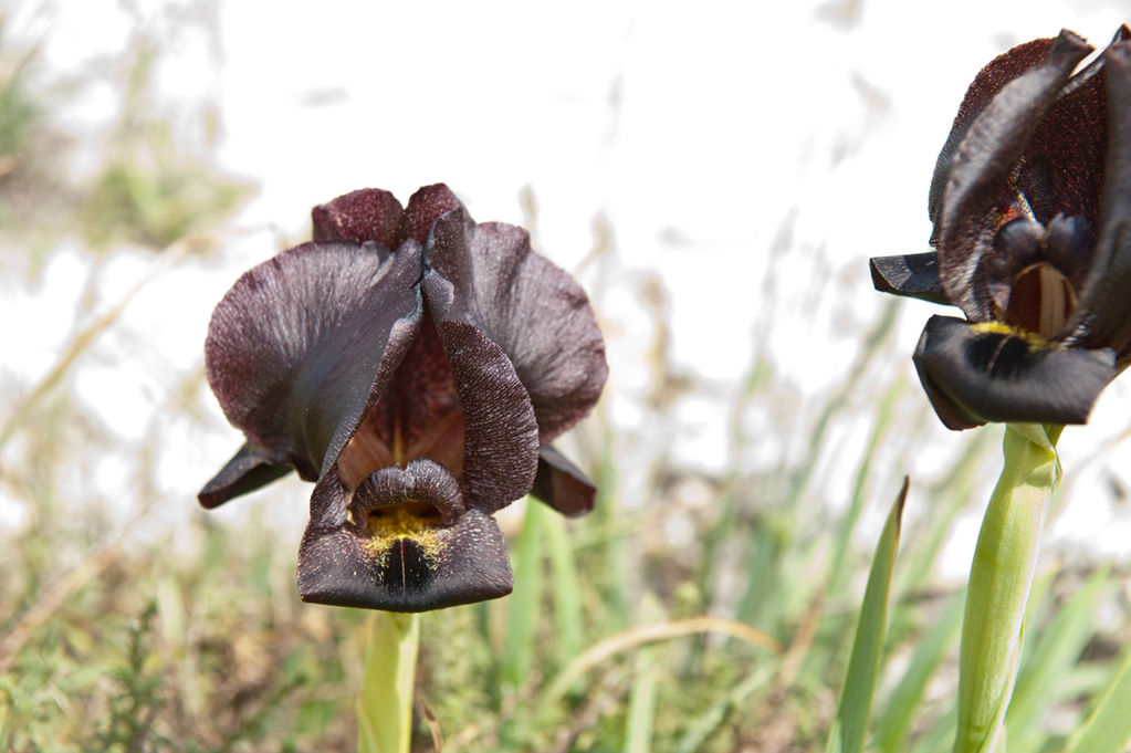 Касатик пурпурный. Iris atropurpurea. איריס הארגמן Северная часть Иудейской пустыни. 18 марта 2016 г.