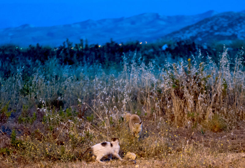 Лисица и кот делят добычу в Иудейской пустыне