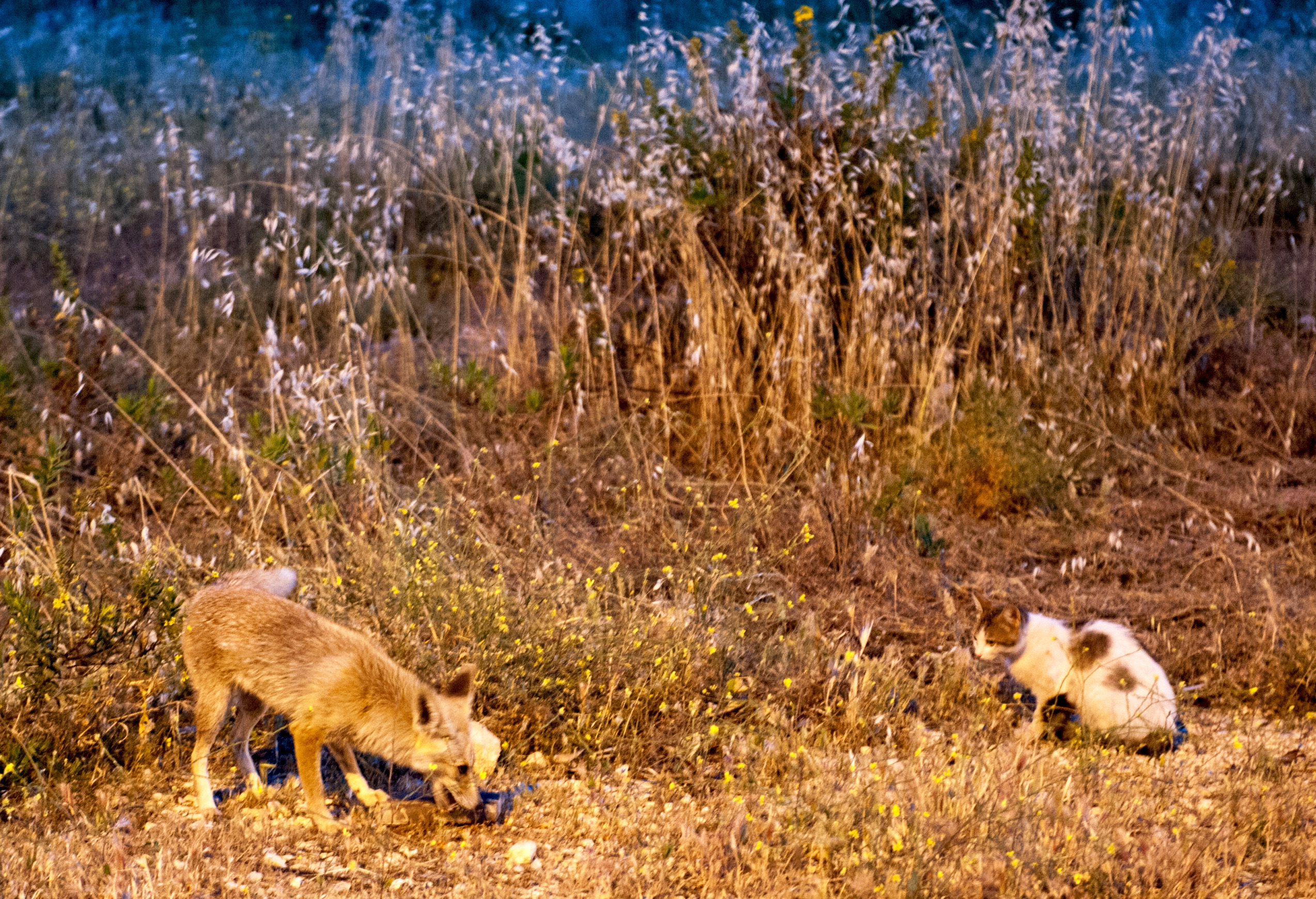 Лисица и кот делят добычу в Иудейской пустыне. В споре победила лисица. Фото Павла Платонова. 2 апреля 2016