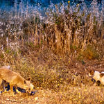 Лисица и кот делят добычу в Иудейской пустыне. В споре победила лисица. Фото Павла Платонова. 2 апреля 2016