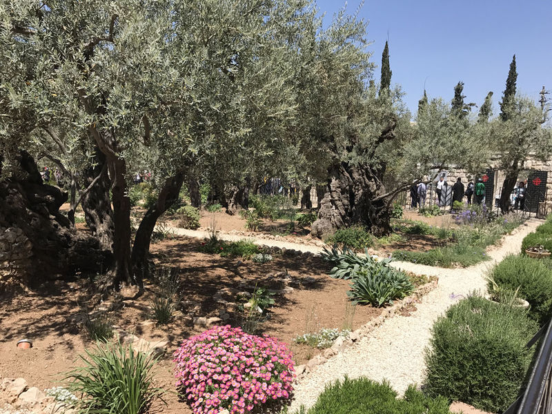 Древние оливы в Гефсиманском саду. Иерусалим. 17 апреля 2017