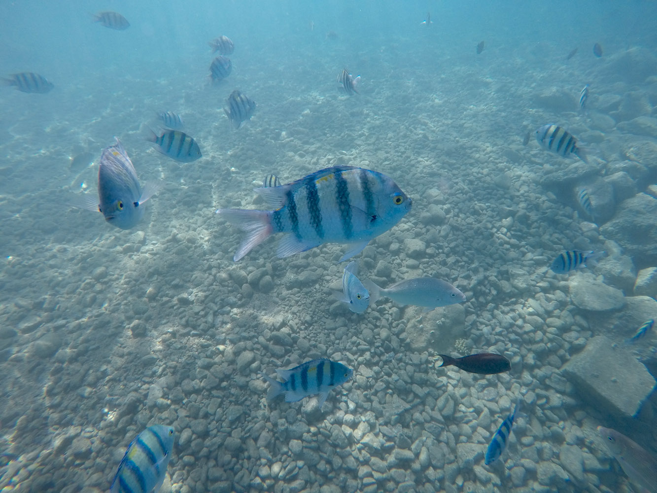 Живая природа подводного мира Красного моря. Эйлатский залив. 3 июня 2018