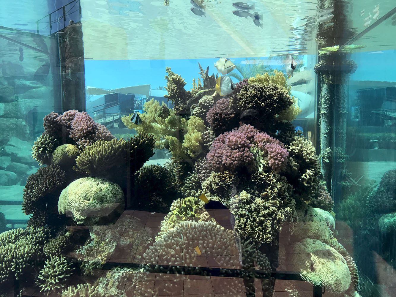 Кораллы и рыбы Красного моря в одном из аквариумов подводной обсерватории в Эйлате. 4 июня 2018