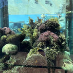 Кораллы и рыбы Красного моря в одном из аквариумов подводной обсерватории в Эйлате. 4 июня 2018