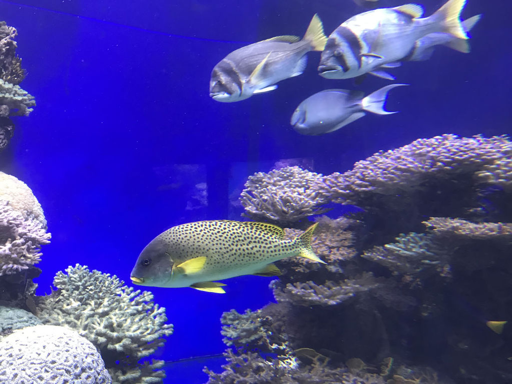 Большой кольцевой аквариум подводной обсерватории в Эйлате. 4 июня 2018