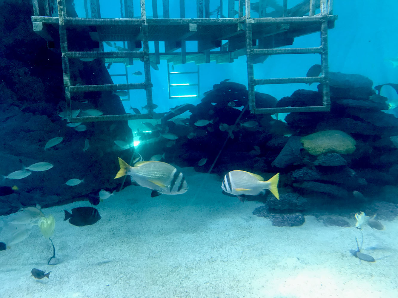 Большовой рифовый аквариум в подводной обсерватории в Эйлате. 4 июня 2018