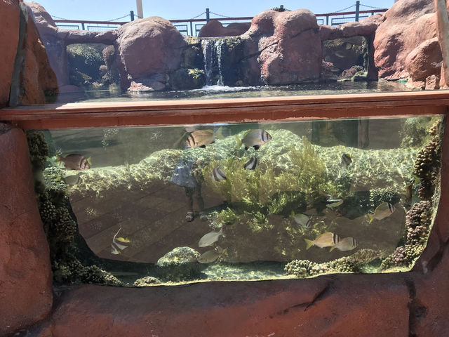 Один из наружных аквариумов подводной обсерватории в Эйлате. 4 июня 2018