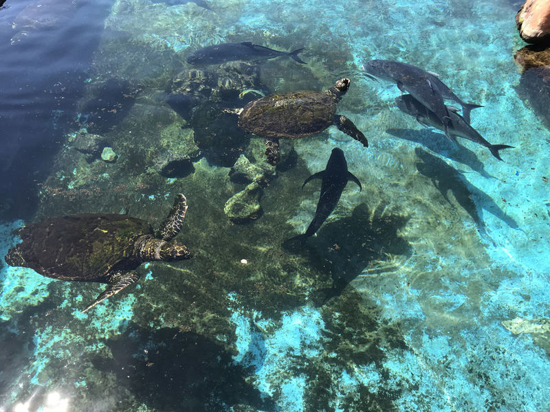Морские черепахи в большом наружном аквариуме подводной обсерватории в Эйлате. 4 июня 2018