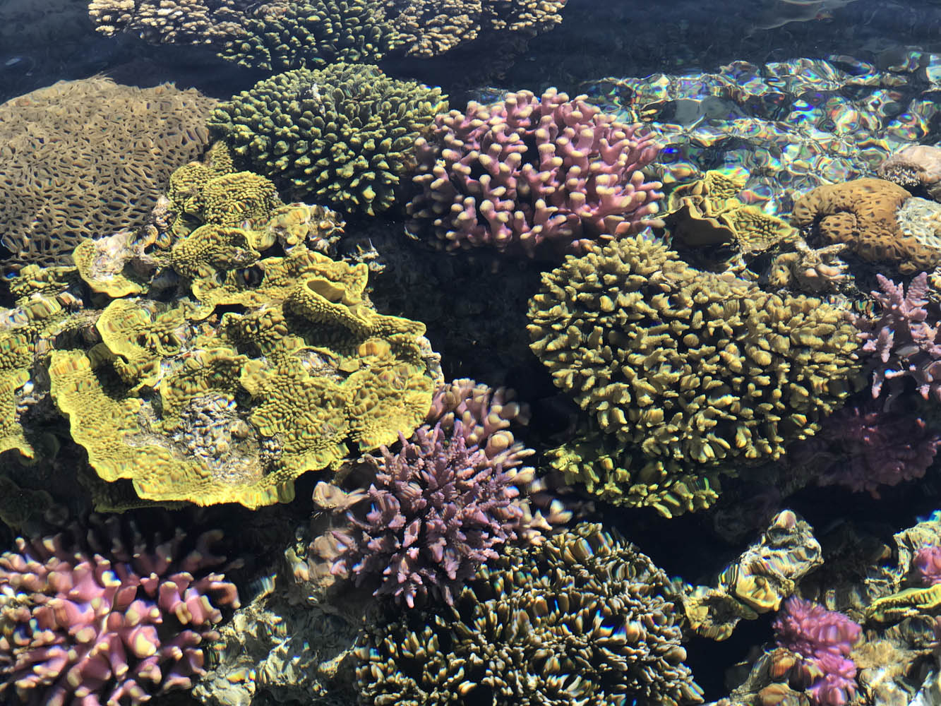 Живые кораллы подводной обсерватории в Эйлате поражают своей красотой. 4 июня 2018