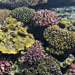Живые кораллы подводной обсерватории в Эйлате поражают своей красотой. 4 июня 2018