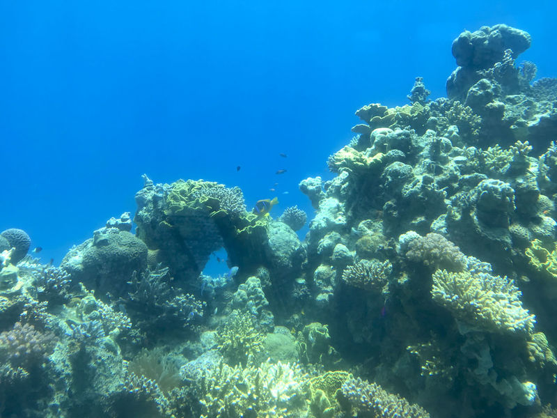 Уникальный подводный мир Красного моря. 4 июня 2018