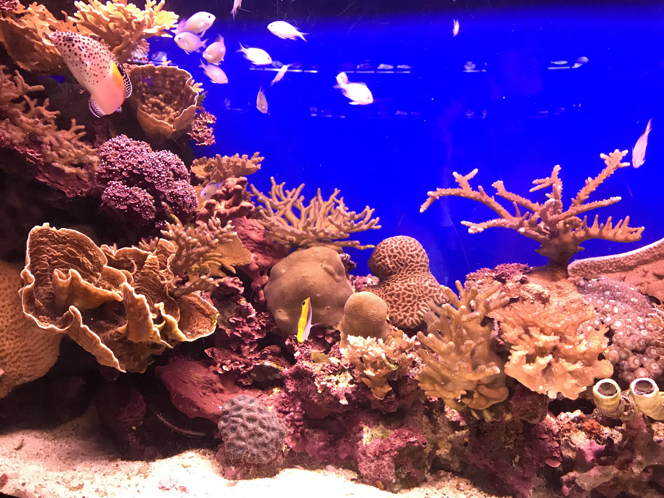 Павильон редких рыб подводной обсерватории в Эйлате. 4 июня 2018