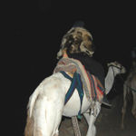 Верхом на верблюде, закутавшись в меха! © Православный паломнический центр "Россия в красках" в Иерусалиме