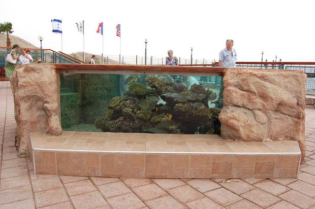 Один из наружных аквариумов. Рыба-Пикассо. © Православный паломнический центр "Россия в красках" в Иерусалиме