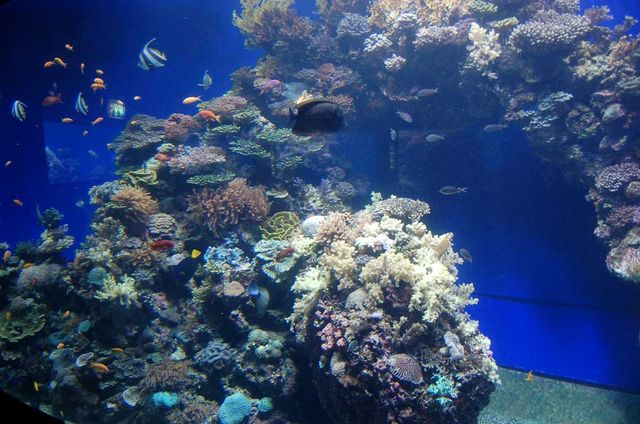 Подводный мир коралловых рифов. © Православный паломнический центр "Россия в красках" в Иерусалиме