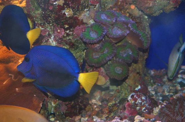 Кораллы и голубые зебрасомы. © Православный паломнический центр "Россия в красках" в Иерусалиме