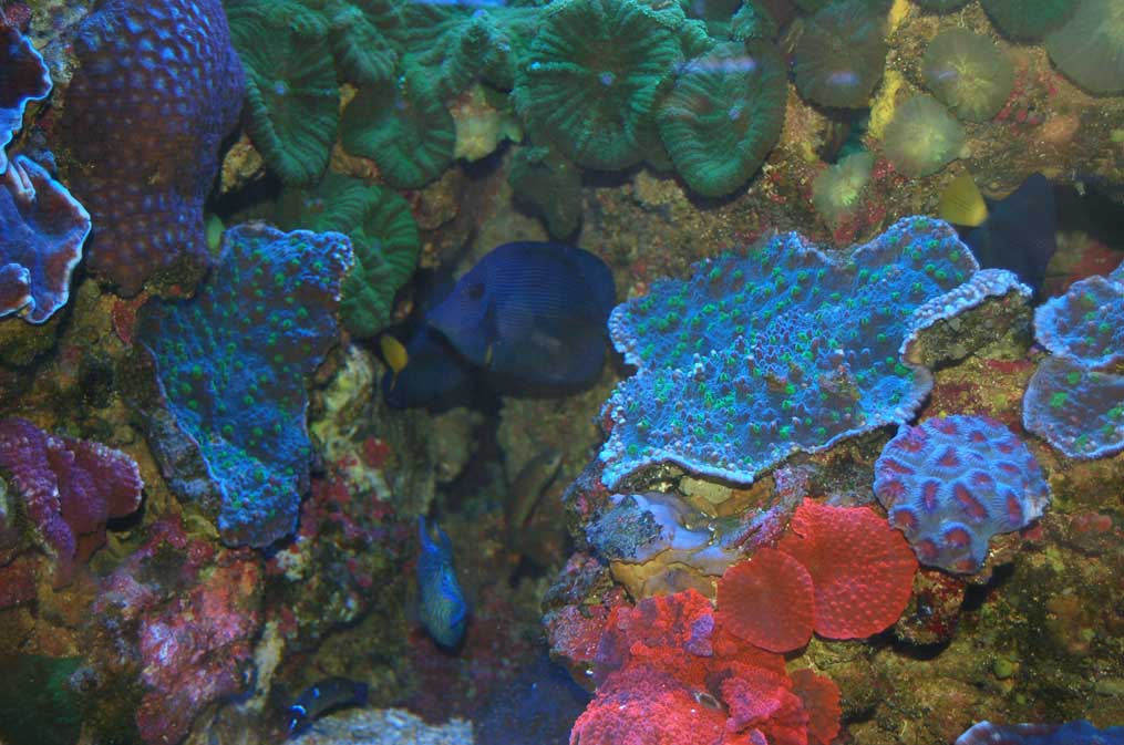 Красота кораллов. © Православный паломнический центр "Россия в красках" в Иерусалиме