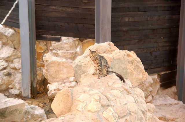 Кошка на руинах города Давида. © Православный паломнический центр «Россия в красках» в Иерусалиме
