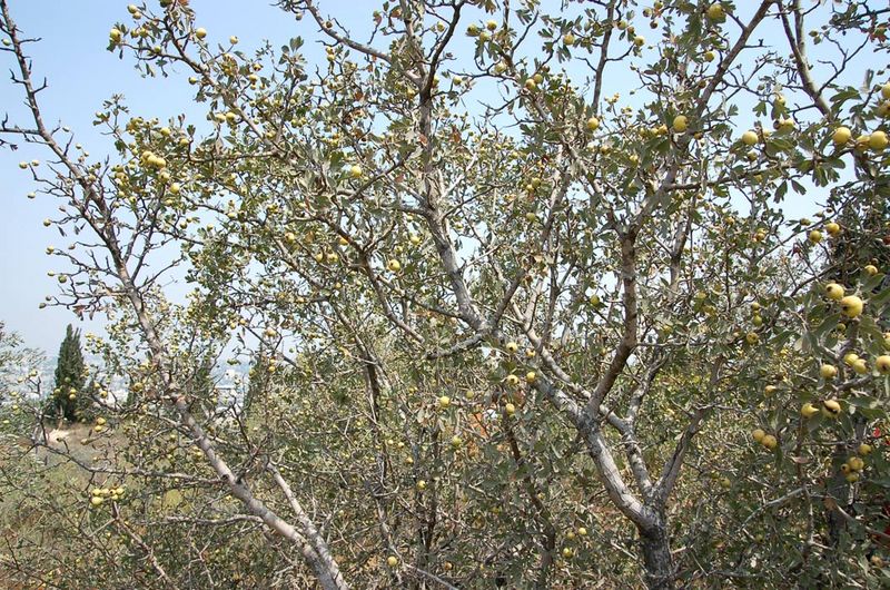 Дерево боярышника. Crataegus aronia. עזרר קוצני Иерусалим. Сентябрь 2008 г. Фото © "Россия в красках"