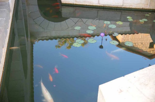 Пруд с рыбами и лилией во дворике храма. © Фото Православный паломнический центр «Россия в красках» в Иерусалиме