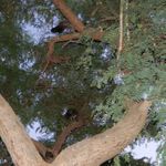 На греческом участве в Капернауме. Павлины взлетели на дерево. © Фото Православный паломнический центр «Россия в красках» в Иеру