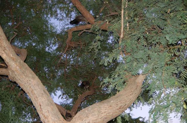 На греческом участве в Капернауме. Павлины взлетели на дерево. © Фото Православный паломнический центр «Россия в красках» в Иеру