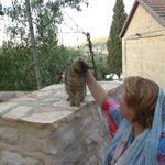 Горненский кот. © Православный паломнический центр «Россия в красках» в Иерусалиме