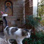 "Пустынный" кот. © Православный паломнический центр «Россия в красках» в Иерусалиме