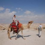 Верблюд - караван пустыни. © Православный паломнический центр «Россия в красках» в Иерусалиме
