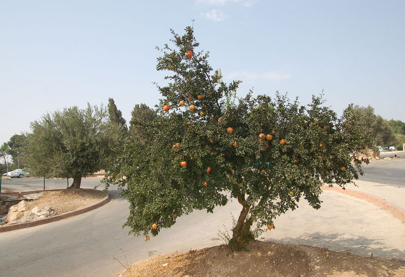 Гранатовое и оливковое деревья в окрестностях Иерусалима. Сентябрь 2008 г. Фото ©  "Россия в красках"