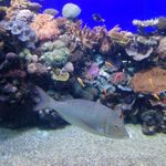 Подводный парк "Кораловый мир" в Эйлате