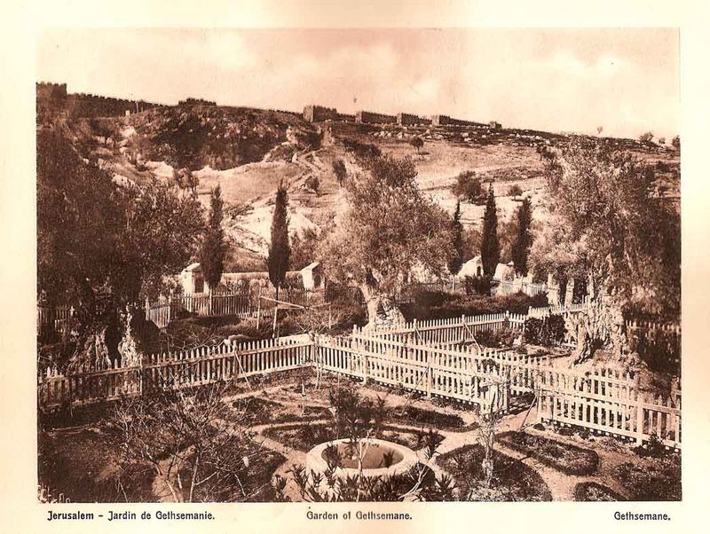 Иерусалим - Гефсиманский сад. © Иерусалимское отделение ИППО