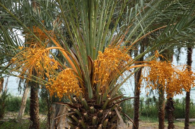 Плоды финиковой пальмы. © Православный паломнический центр «Россия в красках» в Иерусалиме