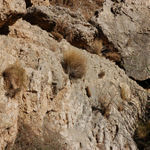 Даманы - "скалистые зайцы", упоминаемые в Библии. © Православный паломнический центр «Россия в красках» в Иерусалиме
