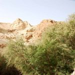 Тамариск  אשל в каньоне Вади Зоар в Иудейской пустыне. Март 2008 г. Фото © паломнический центр "Россия в красках"