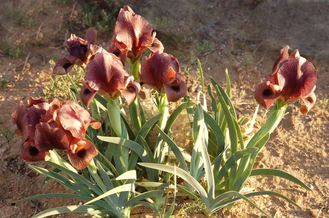 Касатики иерухамские. Iris hieruchamensis. Пустыня Негев. Март 2008 г. Фото © паломнический центр "Россия в красках"