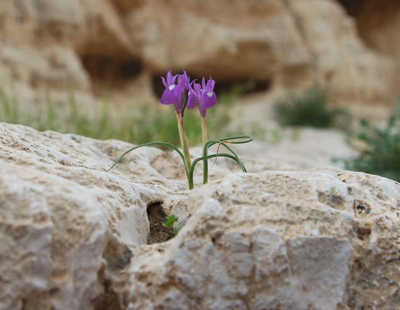 Ирис (Gynandriris monophylla). Иудейская пустыня. Март 2008 г. Фото © "Россия в красках" в Иерусалиме