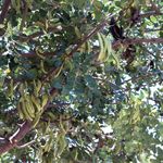 Рожковое или дерево Иоанна Крестителя. Ceratonia siliqua. חרוב מצוי Фото © "Россия в красках"