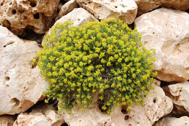 Молочай Иерусалимский.  Euphorbia hierosolymitana. חלבלוב מגובשש Иерусалим. 8 марта 2008 г.